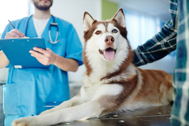 24 hour best sale vet clinic