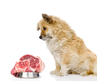 Which Meat Your Dog Loves the Most? – Pawsncare